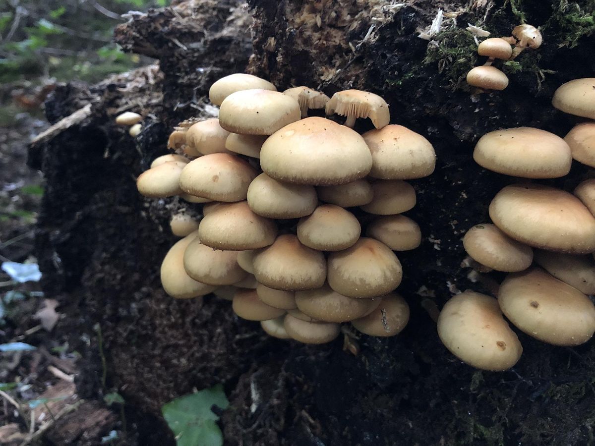 Solihull West Midlands Wild Food Foraging Course Walk at Solihull West Midlands Wild Food Foraging Course Walk at