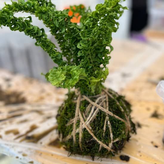 Kokedama Class | Event in San Mateo | AllEvents