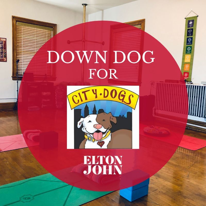 Down Dog for City Dogs Elton John, Firehouse Yoga, Lakewood, April 30 2023 AllEvents.in