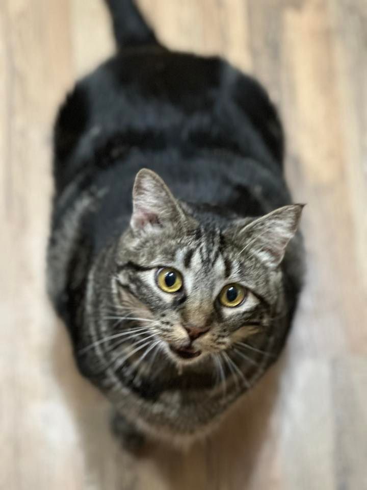 Alto Tractor Supply, Tractor Supply Co. (Alto, TX), September 28 2023