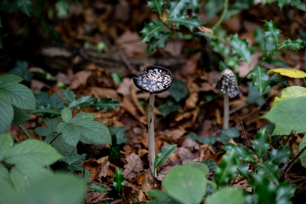 Forest Bathing - Seasonal Liminality, 7 December | Event in London | AllEvents