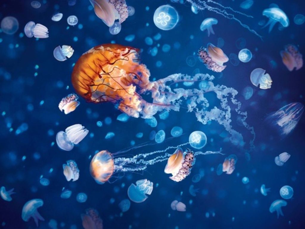 Sea Life + Legoland Discovery Centre Birmingham + Cadbury World | Event in Birmingham | AllEvents
