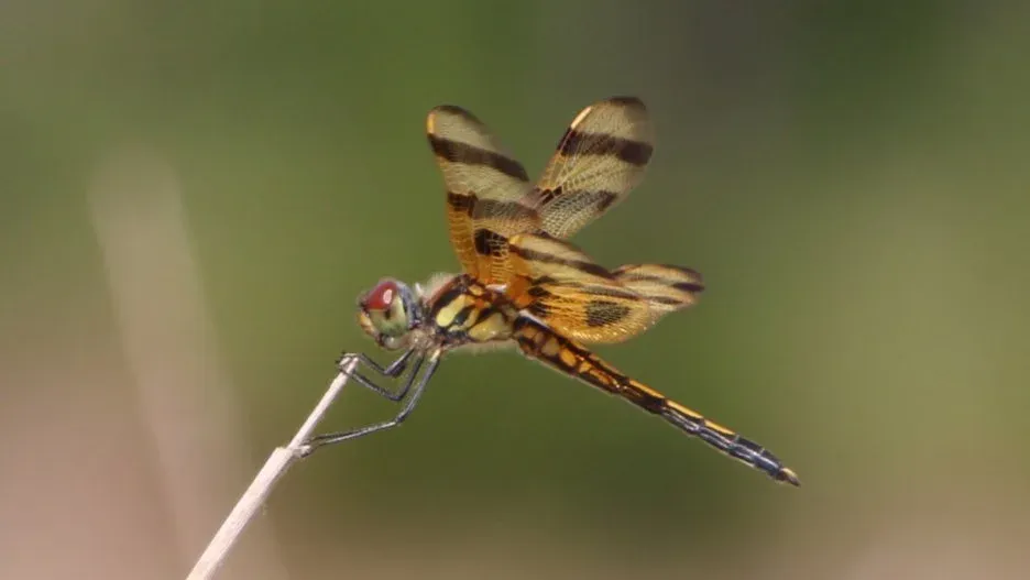 Okeeheelee Park paddle, West Palm Beach FL, 22 November | Event in West Palm Beach | AllEvents