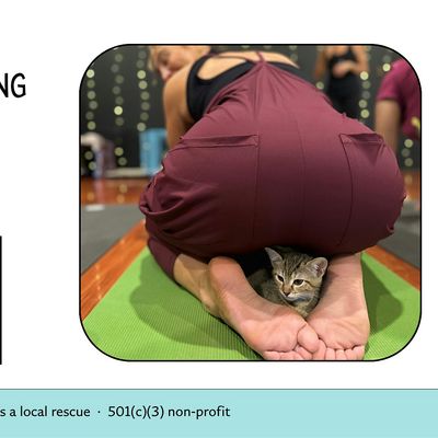 Kitten Yoga — Benefitting Life Long Friends Rescue