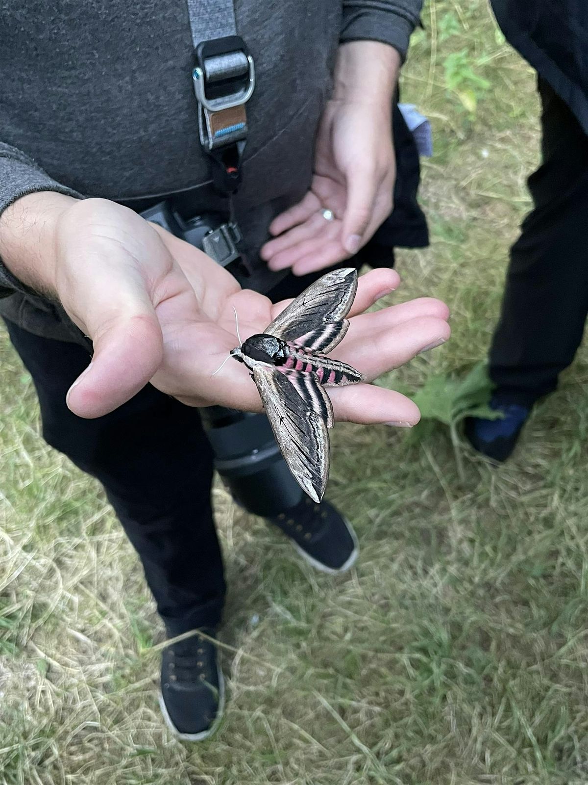 Mothy Morning, 7 June | Event in Hunstanton | AllEvents