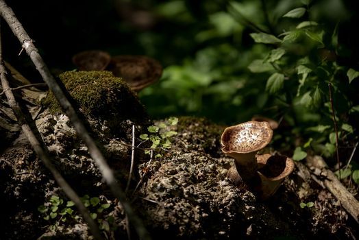 31st Annual Sewickley Harvest Festival Village Of Sewickley September 11 2021 Allevents In Sewickley Harvest Festival 2022