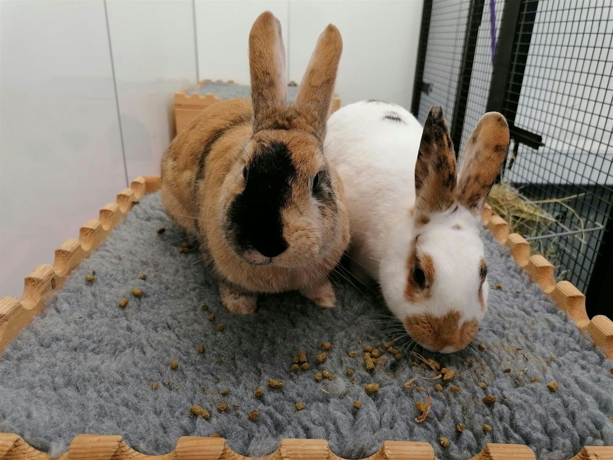 Rabbit Health & Welfare Forum 2026 (Clinical Stream), 13 June | Event in Birmingham | AllEvents