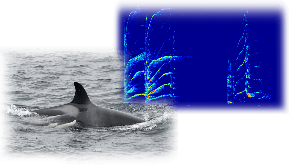 Cetacean Soundworlds, 6 December | Event in Bigton | AllEvents