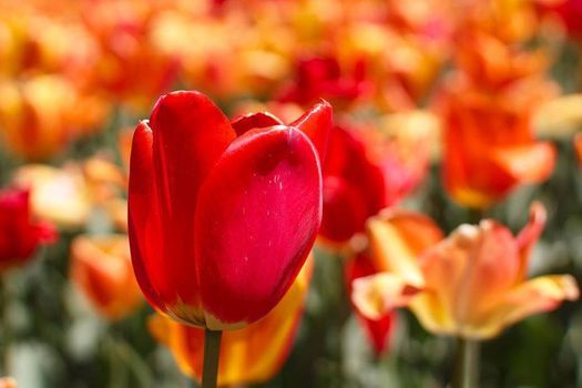 Skagit Valley Tulip Festival Of 2020 Seattle Washington April 19 2022 Allevents In Tulip Festival Seattle 2022