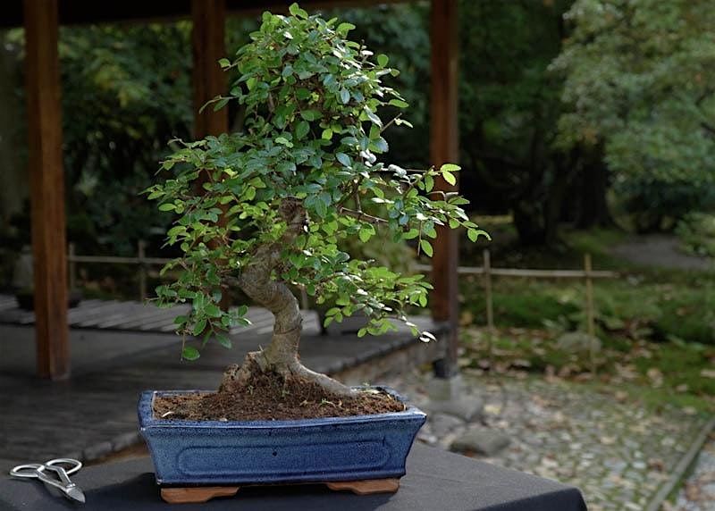 Bonsai Society Meeting - Summer Maintenance, 2 May | Event in Phoenix | AllEvents