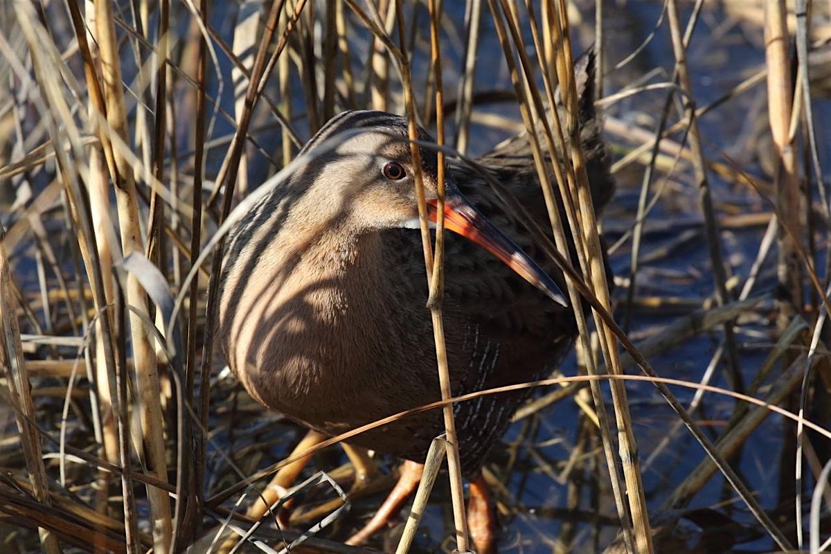 Birding Lake Merritt, and Arrowhead Marsh at High Tide, 2 January | Event in Oakland | AllEvents