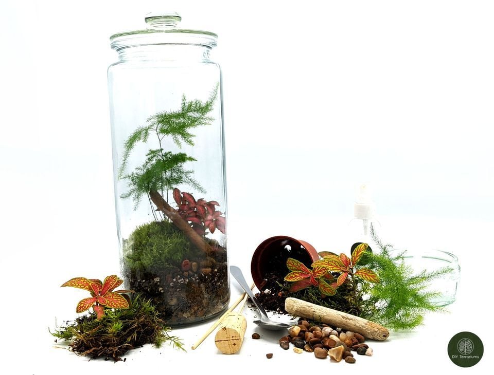* sold out* Closed Terrarium 23rd July 2022, Forever After