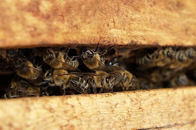 Beekeeping 101 - Thriving Hive Beginning Beekeeping, 22 January | Event in Murray | AllEvents