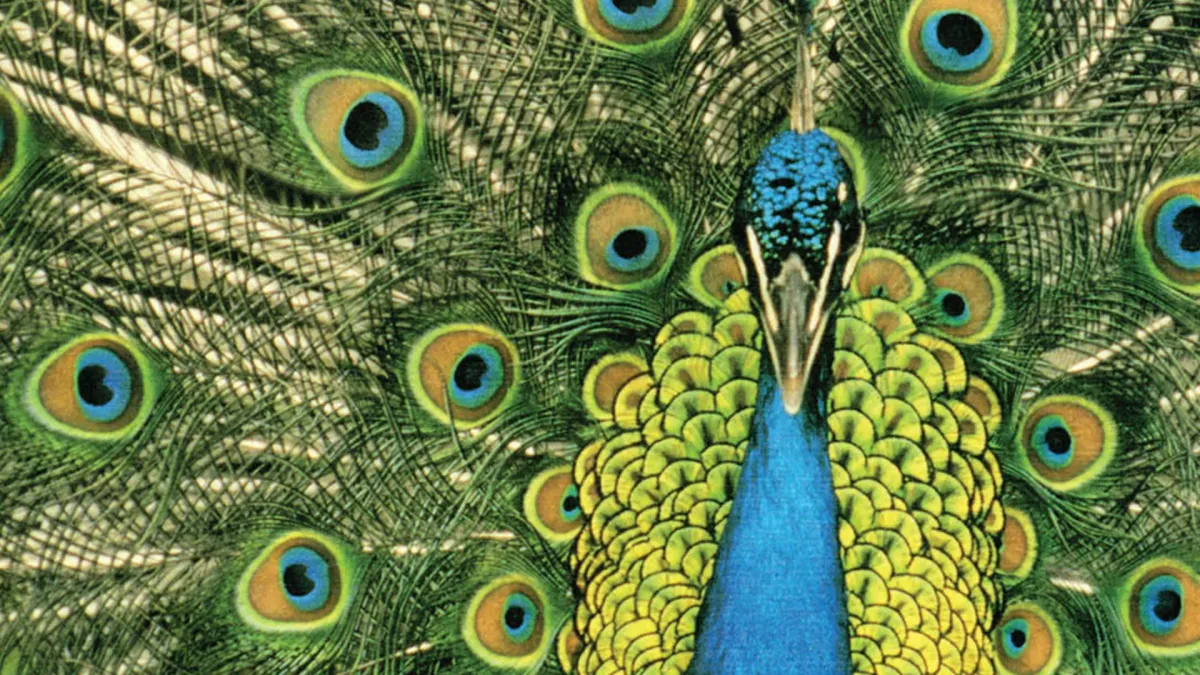 The Bluetones in Dundee, 16 April | Event in Dundee | AllEvents