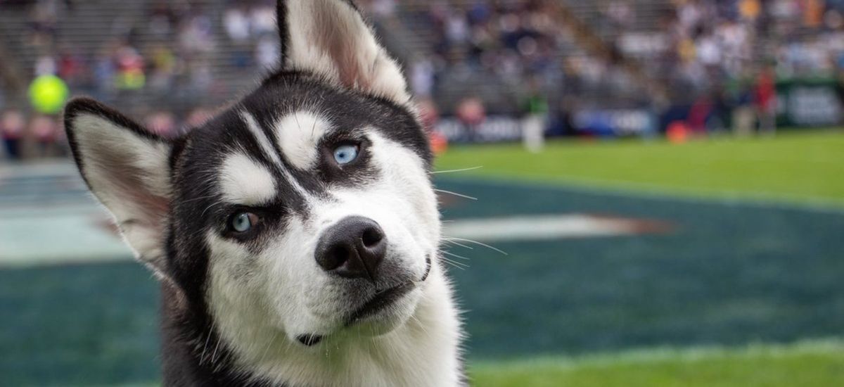 2025 UConn Huskies Football Season Tickets at Pratt & Whitney Stadium at Rentschler Field, 29 August | AllEvents