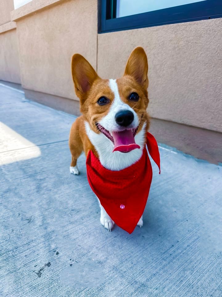 Dog Days, ChickfilA Destin (1021 Highway 98 E, Destin, FL), August 25