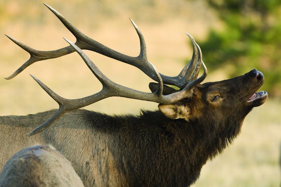 North Alabama Big Game Banquet, Jackson Center, Huntsville, August 12