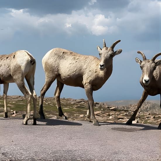 Scenic Tour of the Pikes Peak Highway | Event in Colorado Springs | AllEvents
