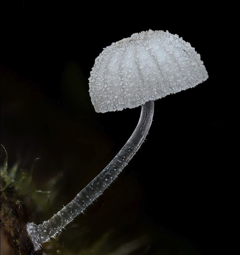 High Tech Tools For Modern Foragers w Mycologist Alan Rockefeller, 18 December | Event in San Francisco | AllEvents