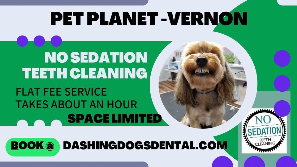 Dog/Cat Teeth Cleaning Vernon, Pet Vernon Square, 3 March 2023 AllEvents.in