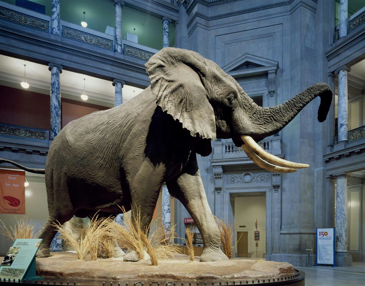 Scavenger Hunt of the Reopened Smithsonians | Event in Washington | AllEvents