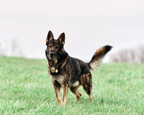 29th Annual 2021 Connecticut K 9 Olympics 285 Shaker Rd Enfield Ct 06082 2373 United States September 18 2021 Allevents In 2022 Dog Events Connecticut