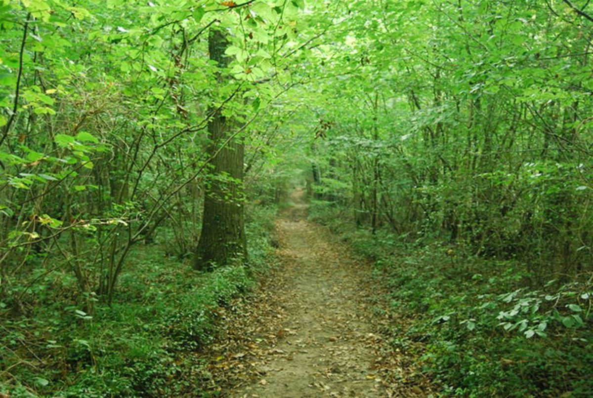 Guided Walk around Larkey Valley Wood, Chartham | Event in Canterbury | AllEvents
