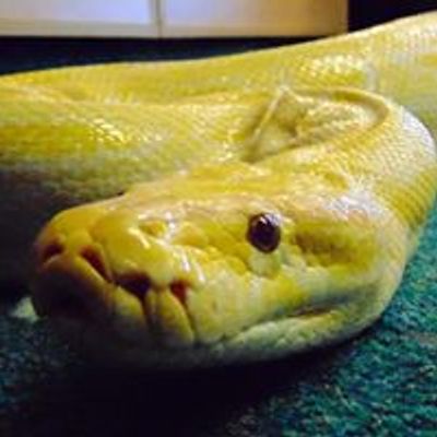 Petwise Reptiles