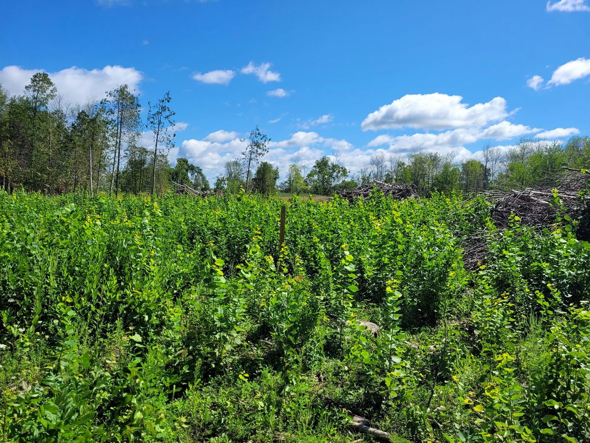Tree Frarm Forest Products Week Tour: Wagner Tree Farm, Luxemburg, 20 October 2026 ...