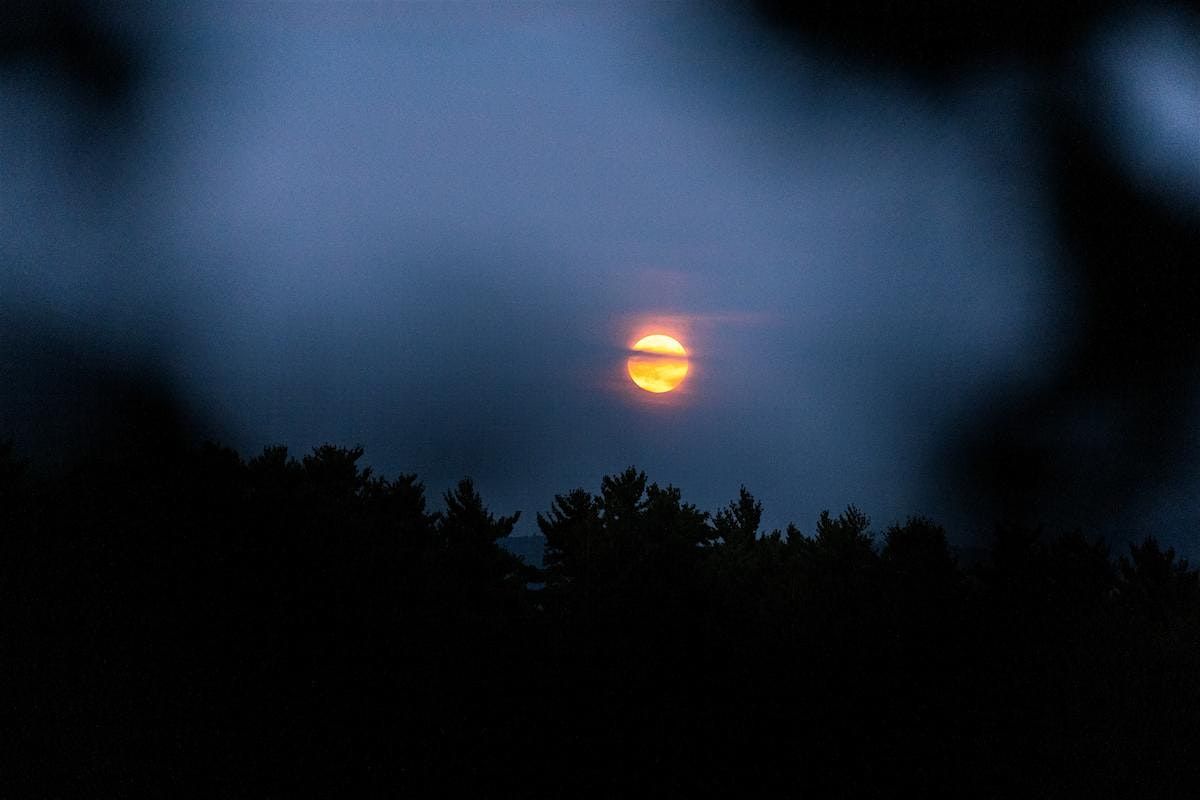 Full Moon Winter Forest Bathing: shinrin-yoku