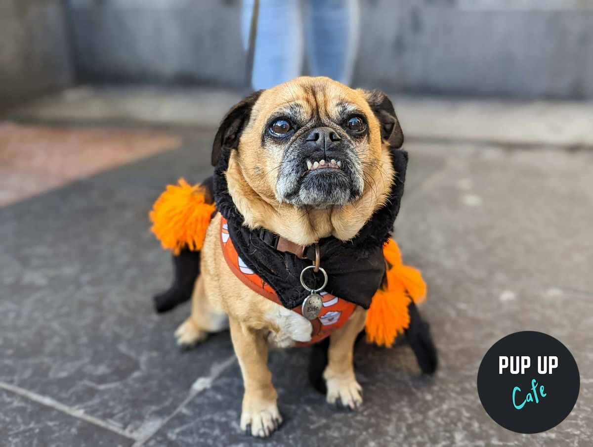  Halloween All Paws Pup Up Cafe - London 🎃, 18 October | Event in London | AllEvents
