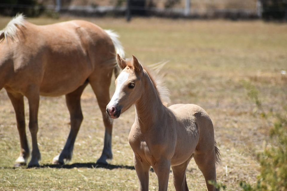 Private Lessons and Pony rides DATE 2, Bonsai Jacks Riding School