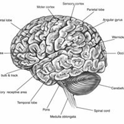Hack Your Brain Trivia
