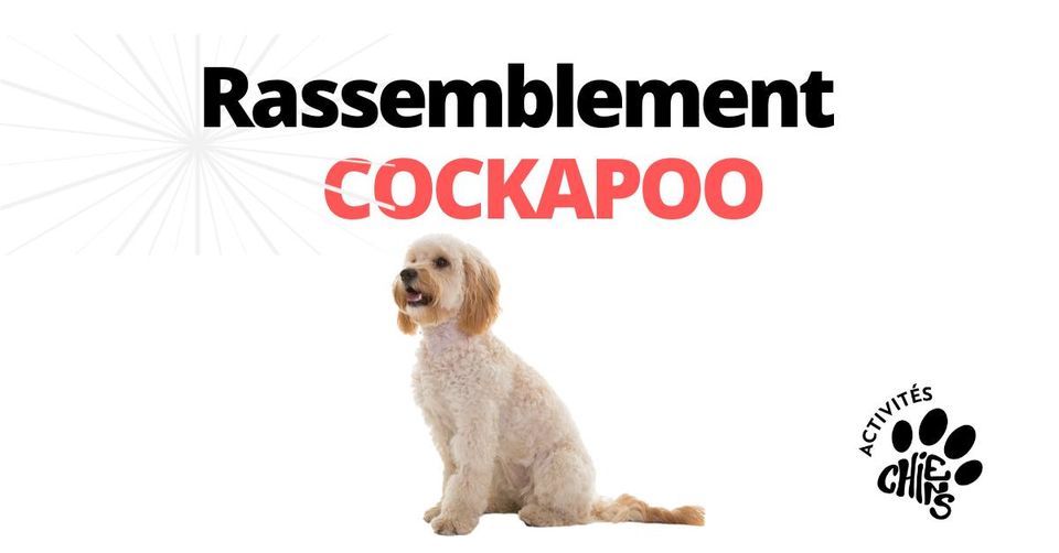 Rassemblement 2023 Cockapoo, Académie Équi-Canin, Saint-esprit, 19 ...