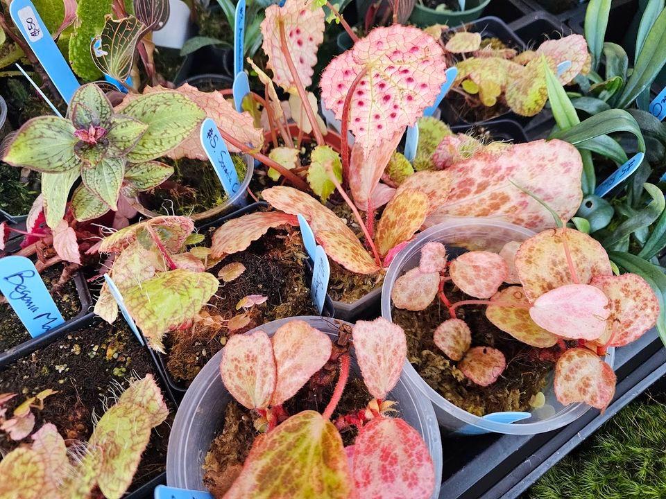 YEG Exotic Plant Crowd, Rare Plant Show In Athabasca, AB, Hosted by Trackers Pet Supply, Tracker