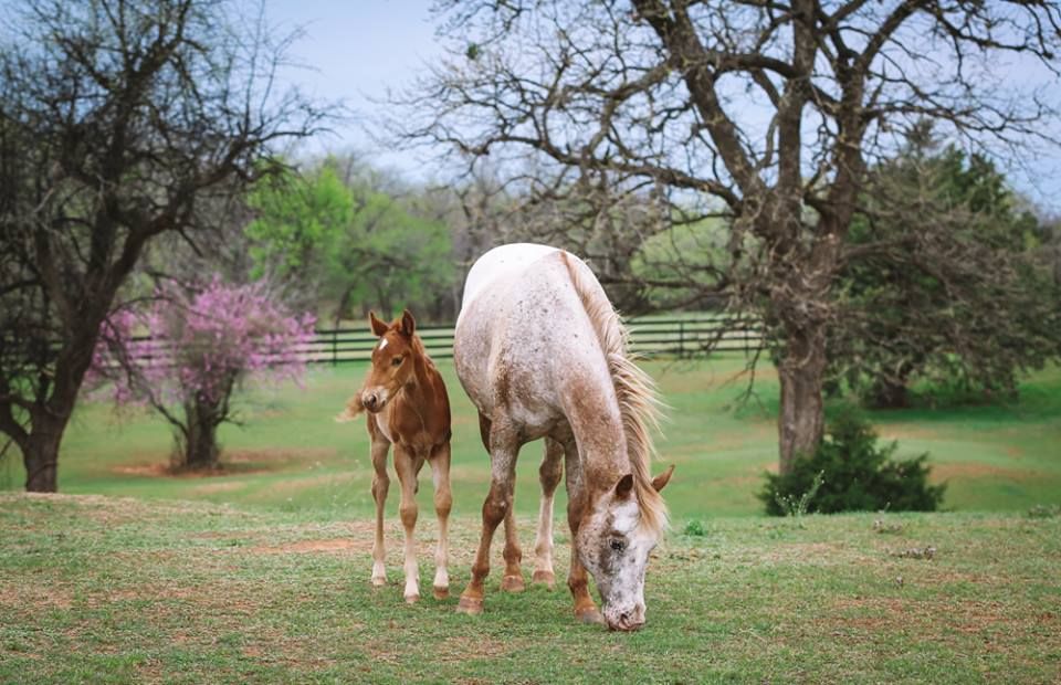 Spring Break Horseback Riding Camp, 24413 N May Ave, Edmond, OK 73025 ...