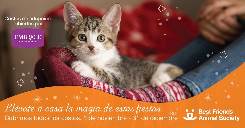 New York City adopciónes cubiertos por Embrace, Best Friends Pet