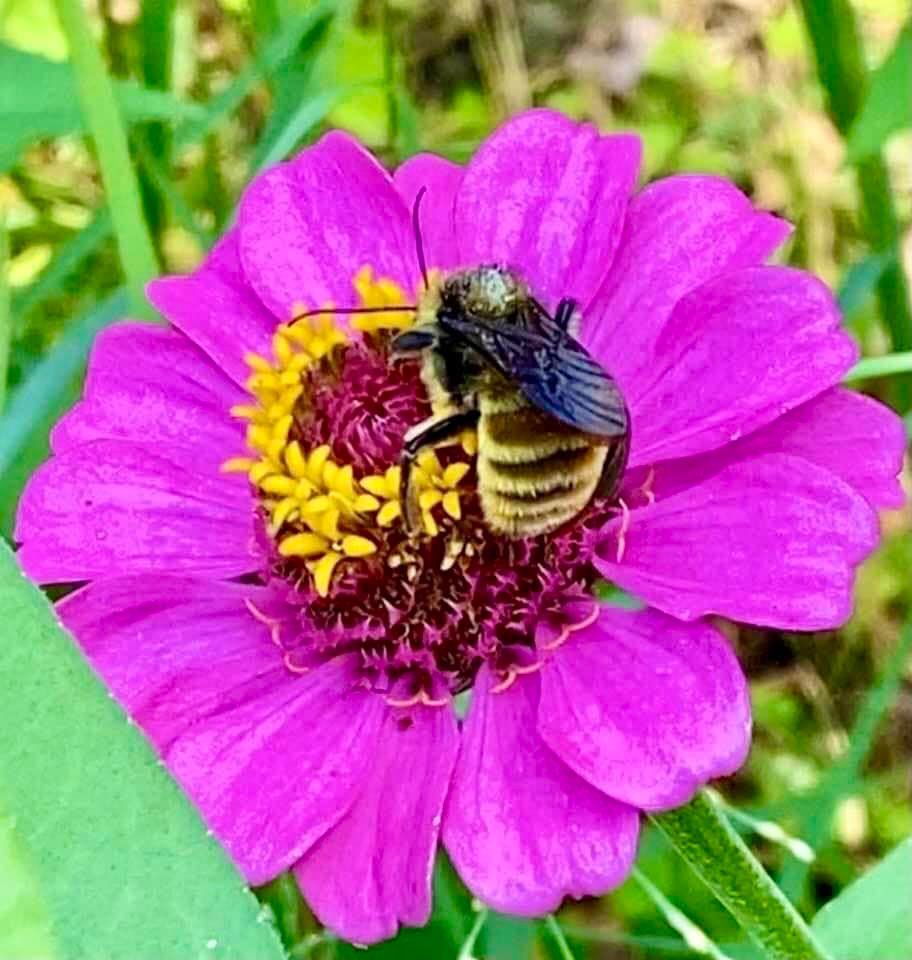 Southern Sisters Apiary Importance Of Honeybees Native Plants southern-sisters-apiary-importance-of-honeybees-native-plants