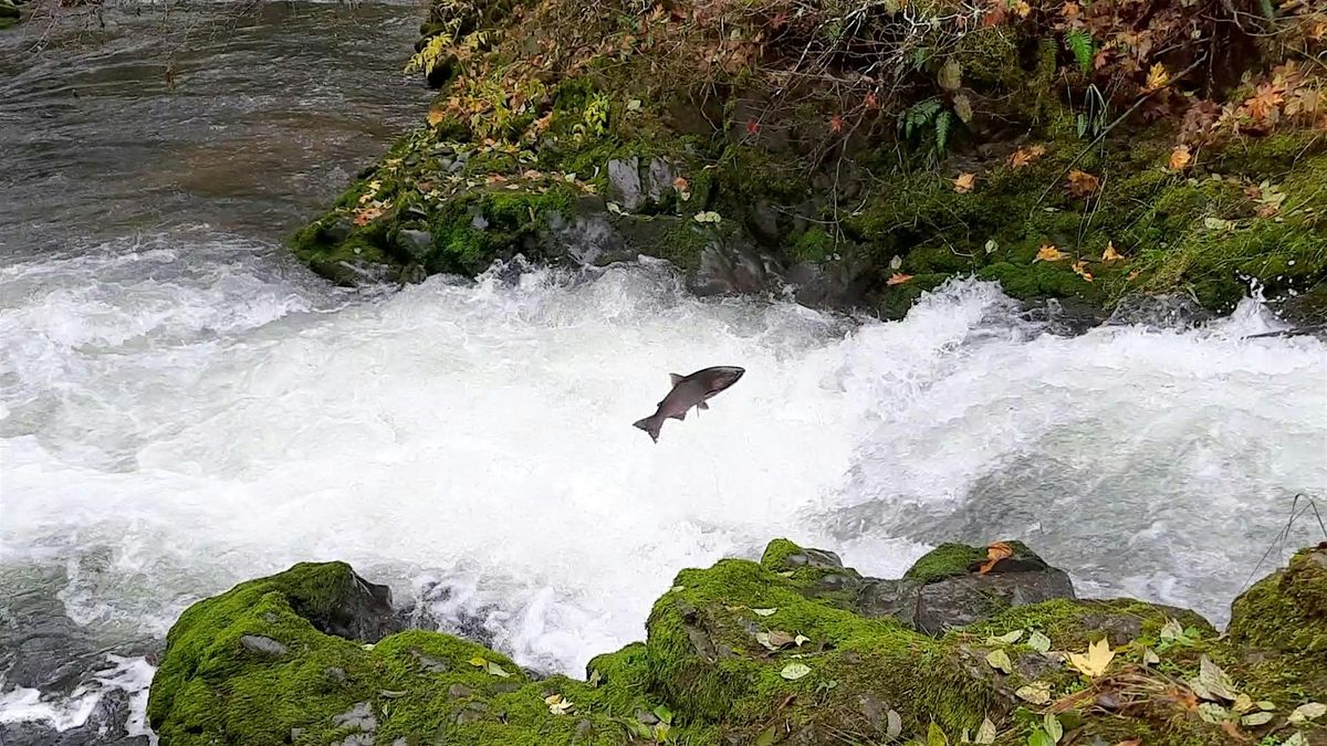 Coho Salmon Spawning Surveys, 6 December | Event in McMinnville | AllEvents