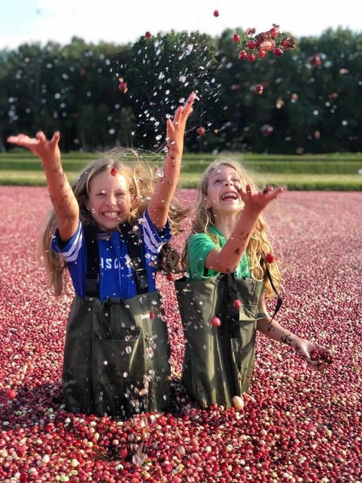 Cranberry Harvest Immersion Experience Put on Waders and Get Into The