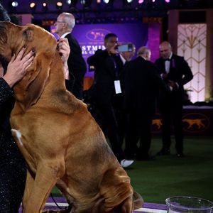 Westminster Kennel Club Dog Show - New York