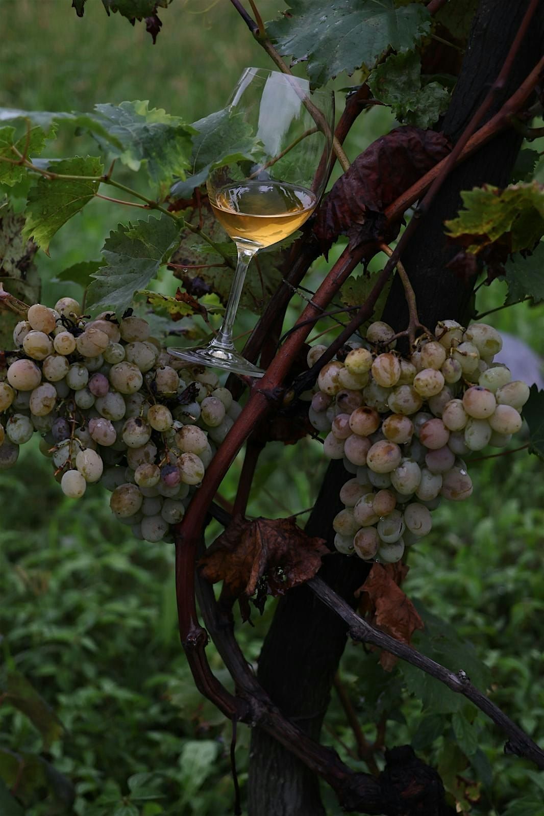 Georgian Wine Tasting (Session 2), 13 December | Event in Manchester | AllEvents