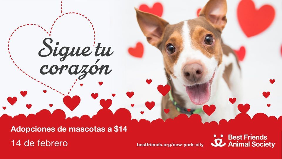 Día de San Valentín New York City, Best Friends Pet Adoption Center, York, February 14 2023