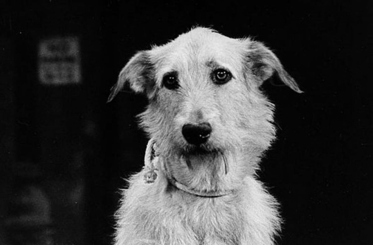 Annie, 1 January | Event in Skokie | AllEvents