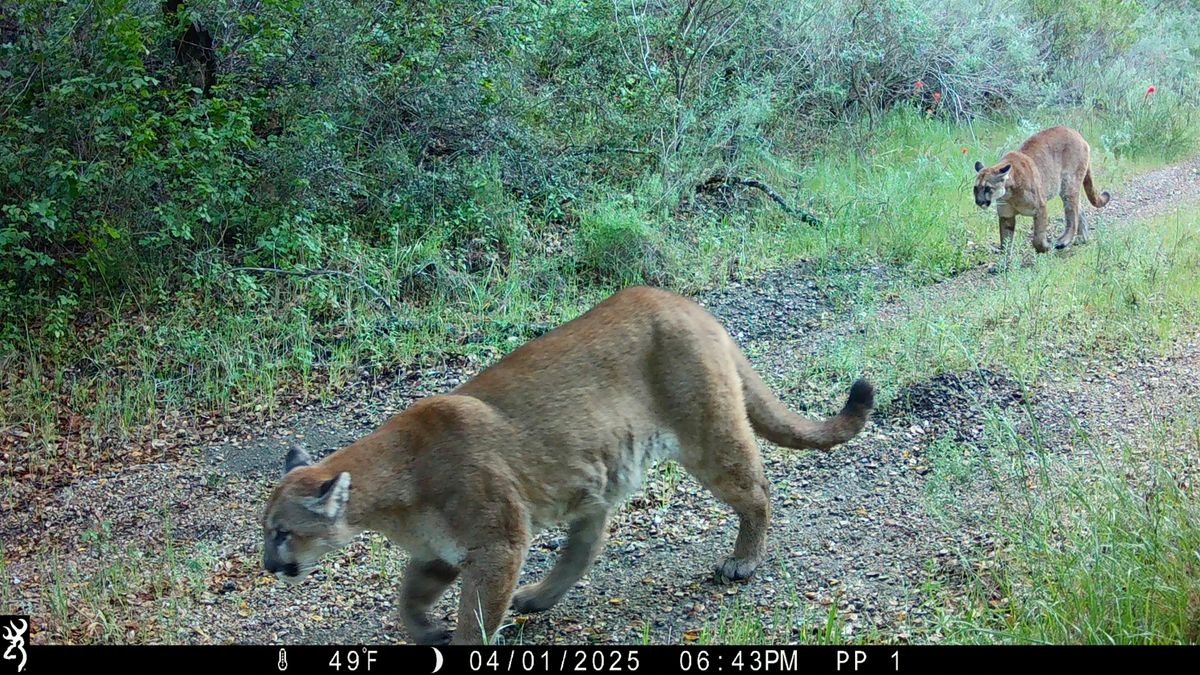 Wildlife Camera Project - Annual Orientation Meeting, 3 February | Event in Santa Margarita | AllEvents