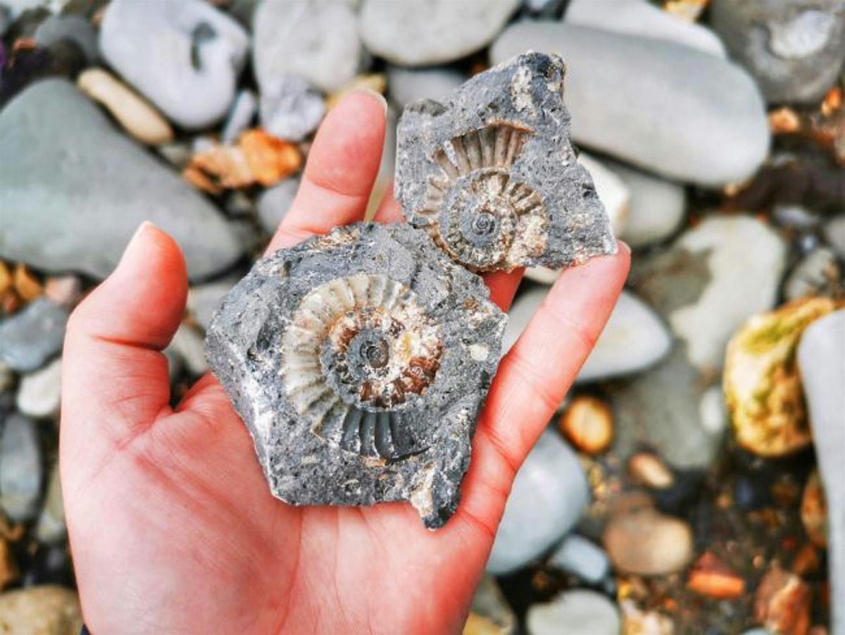 NEW Fossil Hunting on the Jurassic Coast, 7 December | Event in London | AllEvents