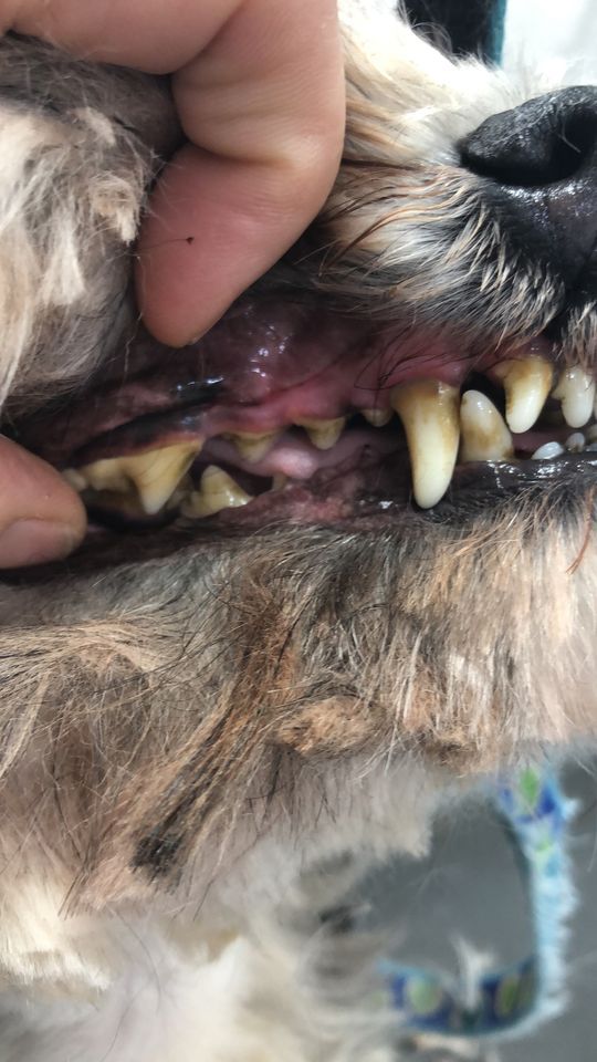  smelly dog breath emmi pet ultrasound canine teeth cleaning