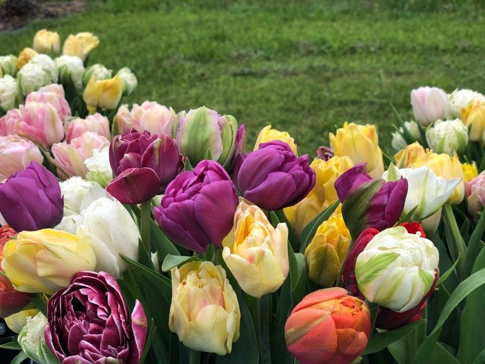 Build a Tulip Bouquet in Yellow Springs for Mothers Day, Mills Park