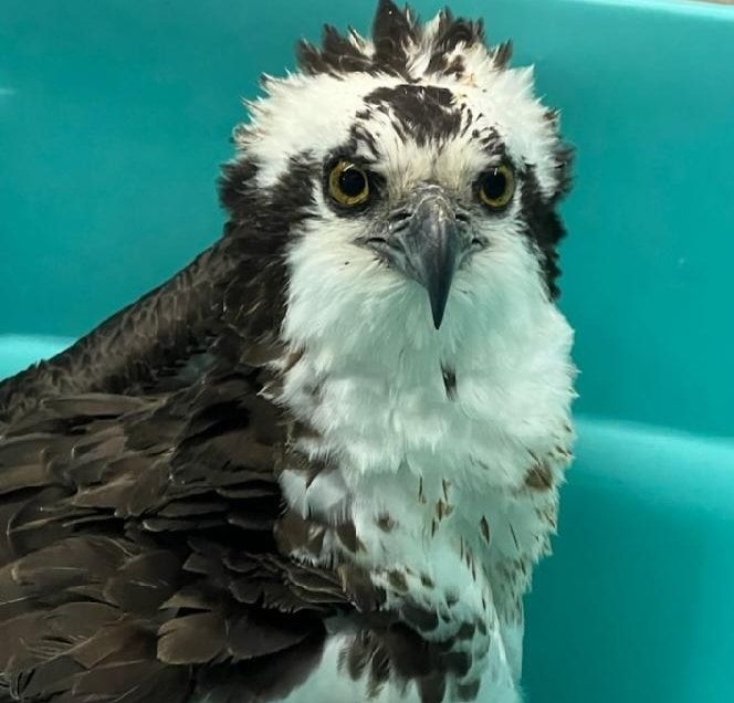 2024 Virginia Osprey Festival, Colonial Beach, April 13 2024 AllEvents.in