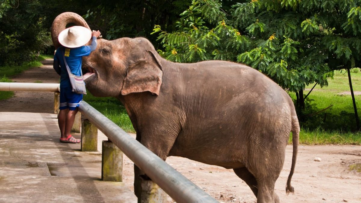 Elefantes Granada Tickets, 11 December | Event in Granada | AllEvents